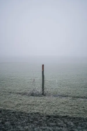 Foggy Field