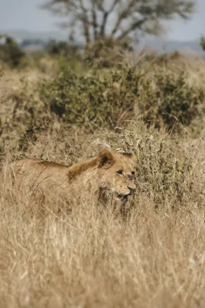 Lion In The Wild