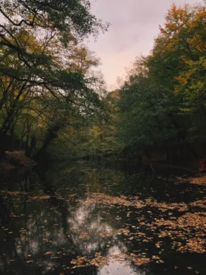 Autumnal Forest Reflection