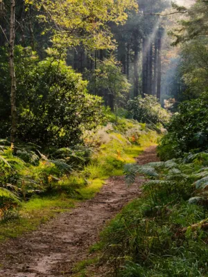 Forest Path