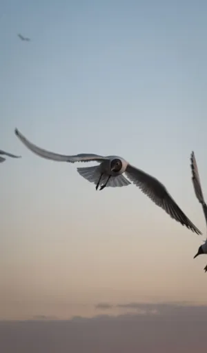 Seagulls In Flight