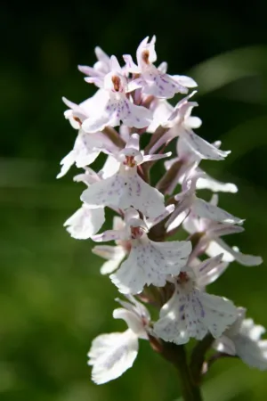 Orchid Flowers