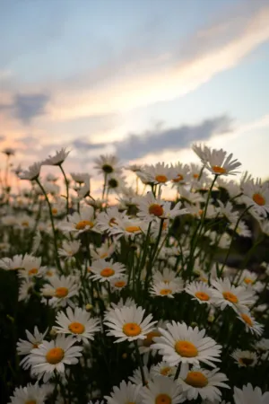Daisy Field At Sunset