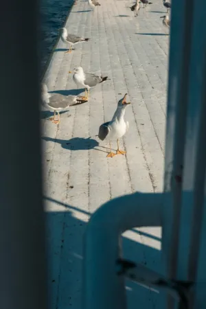 Seagulls On The Pier
