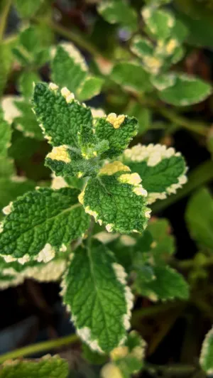 Variegated Mint Leaves