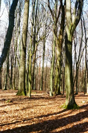 Forest In Autumn