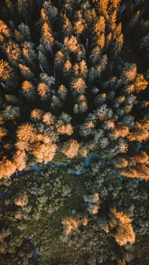 Forest Aerial View