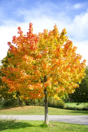 Autumn Tree