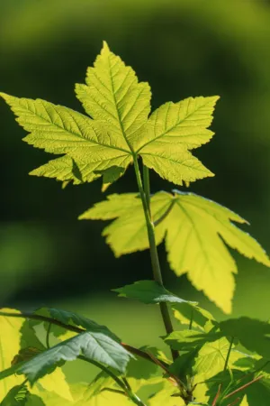 Green Leaves In Sunlight