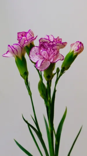 Pink And White Carnations