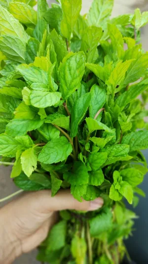 Fresh Mint Bunch