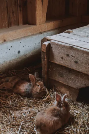 Rabbits In A Barn