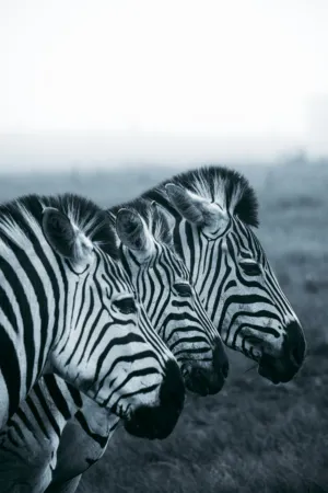 Three Zebras
