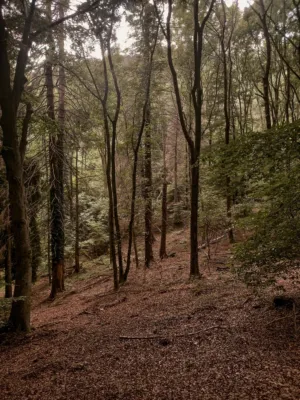 Forest Path