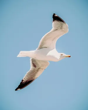 Seagull In Flight