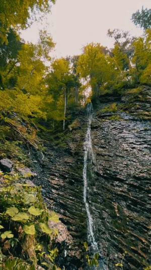 Forest Waterfall