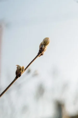 Bud On A Branch