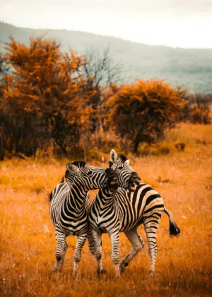 Zebras In The Wild