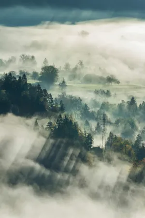 Misty Forest