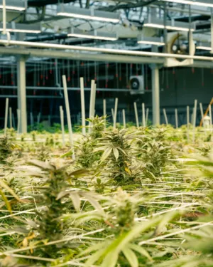 Cannabis Farm