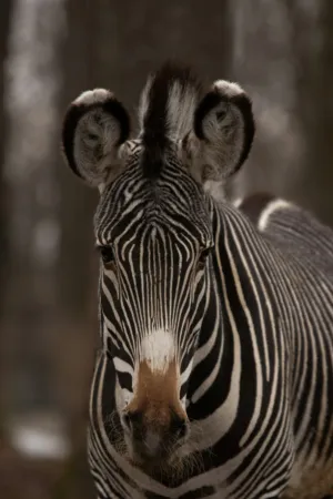 Zebra Portrait