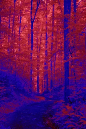Forest Path In Red And Blue