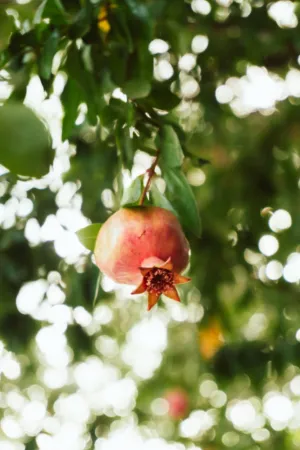 Ripe Pomegranate On Tree