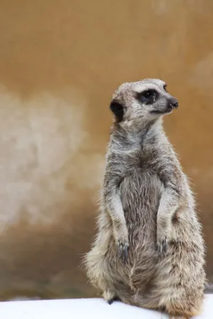 Meerkat