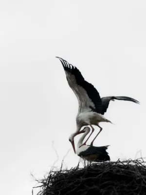Storks In Nest