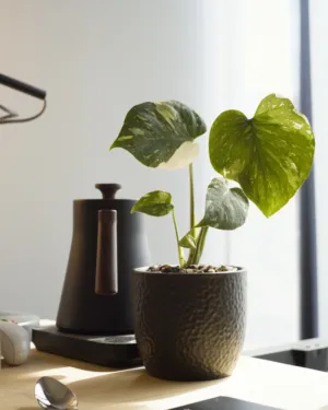Modern Office Desk With Plant