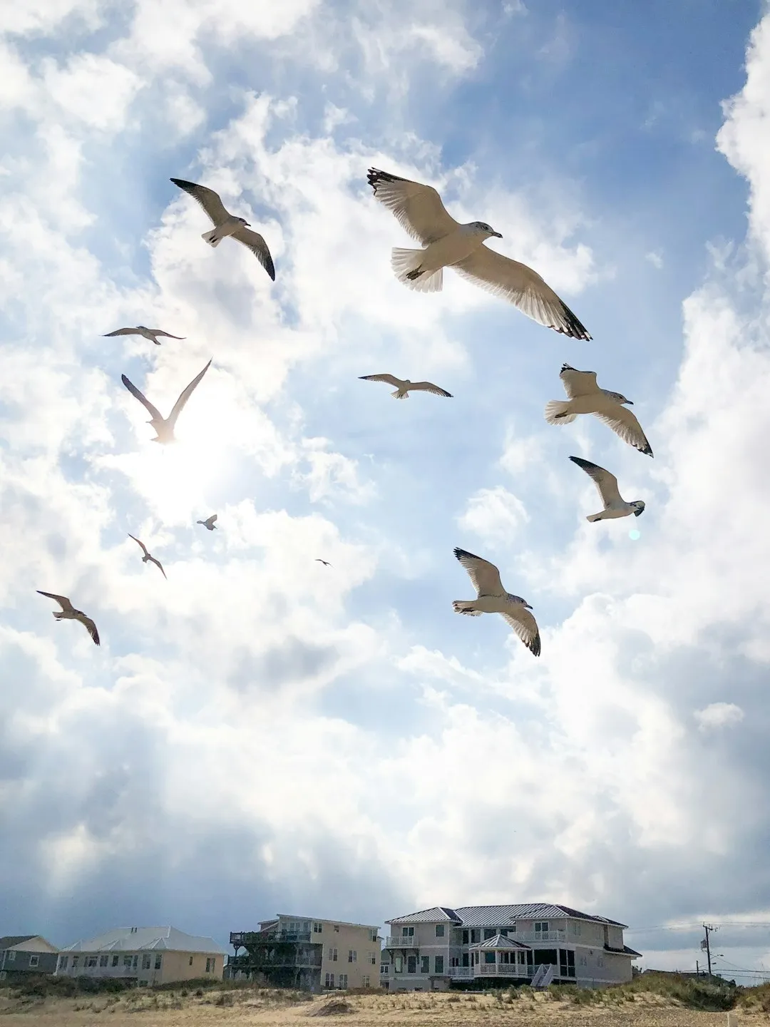 Seagulls In Flight