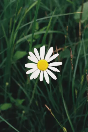 Daisy In The Grass