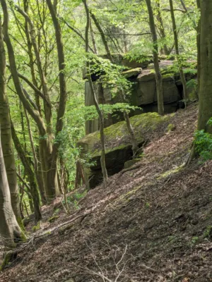 Forest Landscape