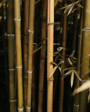 Bamboo Forest