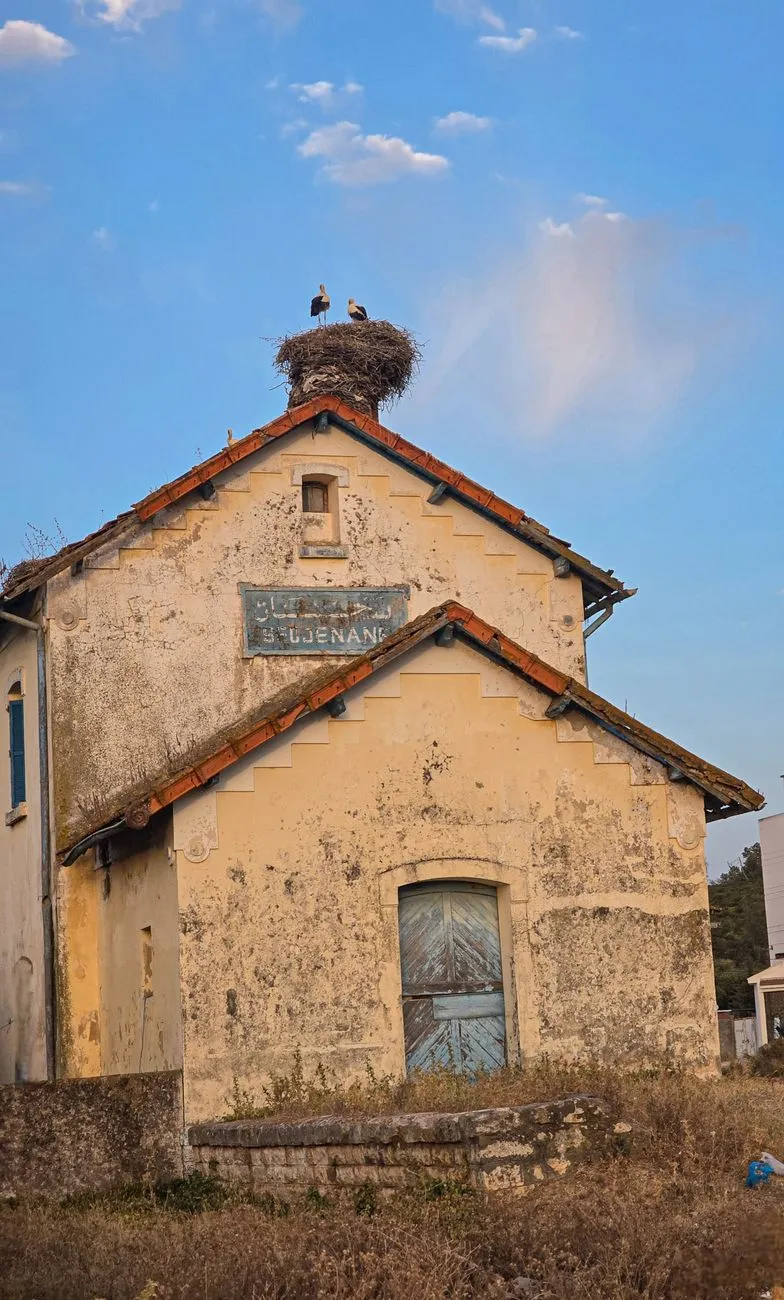 Storks' Nest On An Old Building