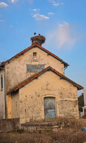 Storks' Nest On An Old Building
