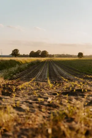 Sunset Over The Field