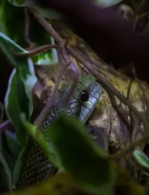 Green Snake In The Wild
