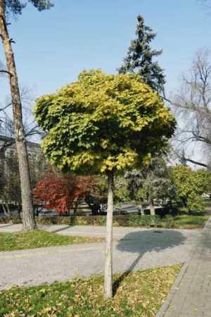 Autumn Park