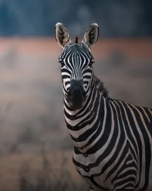 Zebra Portrait
