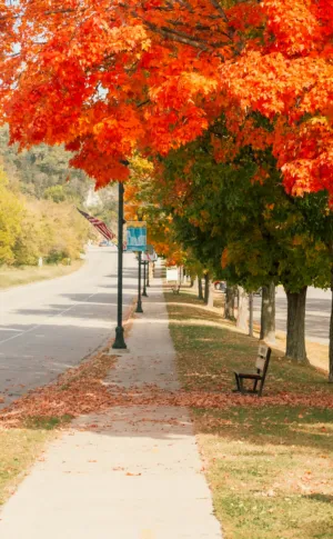 Autumnal Pathway