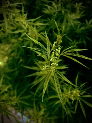 Green Leafy Plant
