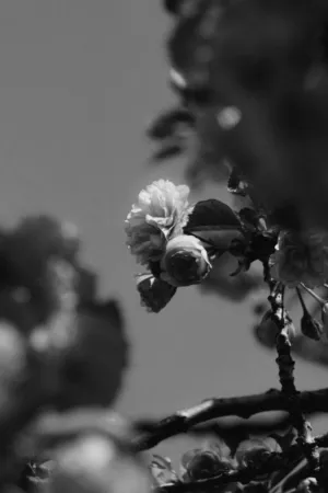 Cherry Blossoms In Black And White