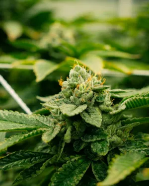 Cannabis Bud Close-Up