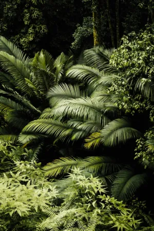 Jungle Foliage