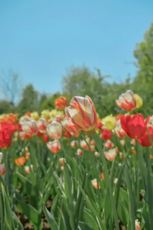 Tulip Garden