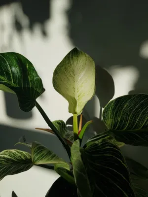 Sunlit Plant