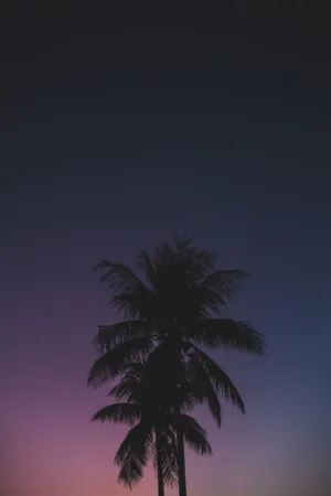 Palm Tree Silhouette