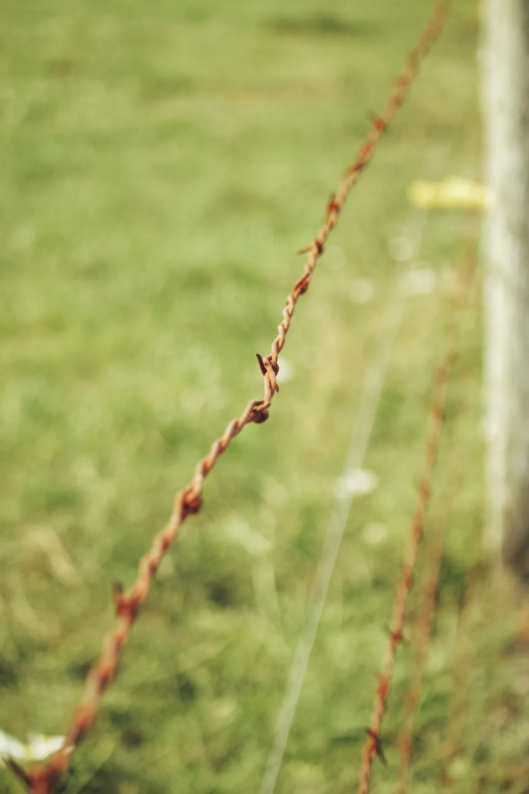 Rusty Barbed Wire Fence