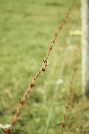 Rusty Barbed Wire Fence
